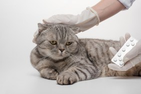 Scottish cat in color Whiskas. A cat receives a dose of medication from Veteneur on a white background, isolate