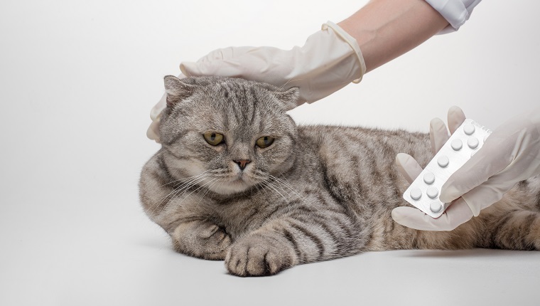 Scottish cat in color Whiskas. A cat receives a dose of medication from Veteneur on a white background, isolate