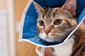 A young cat looks anxiously after a veterinarian completes a procedure in an animal hospital. The cat wears a collar to keep it from disturbing the area of treatment.