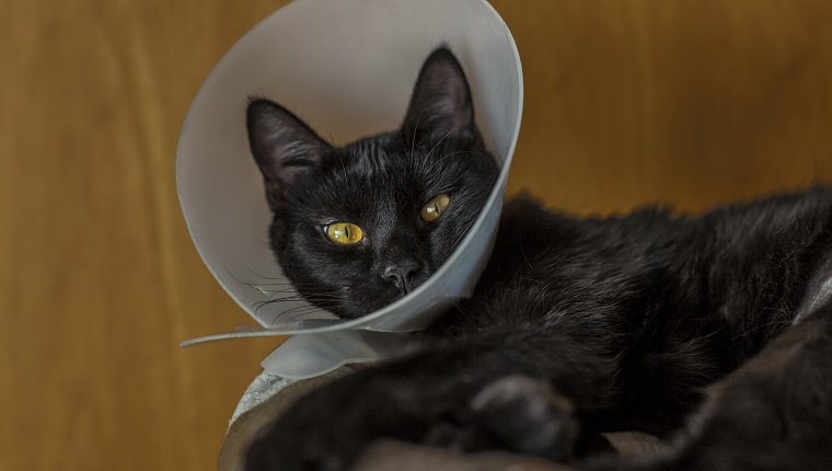 Domesticated black cat, Cat with plastic cone collar after surgery, the cat is resting on his dpecial cat bed, and looking scared of the momment as it just got a surgery