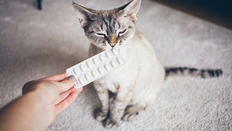 Amoxicillin For Cats Uses Dosage Side Effects CatTime   Amoxicillin Cats 1 