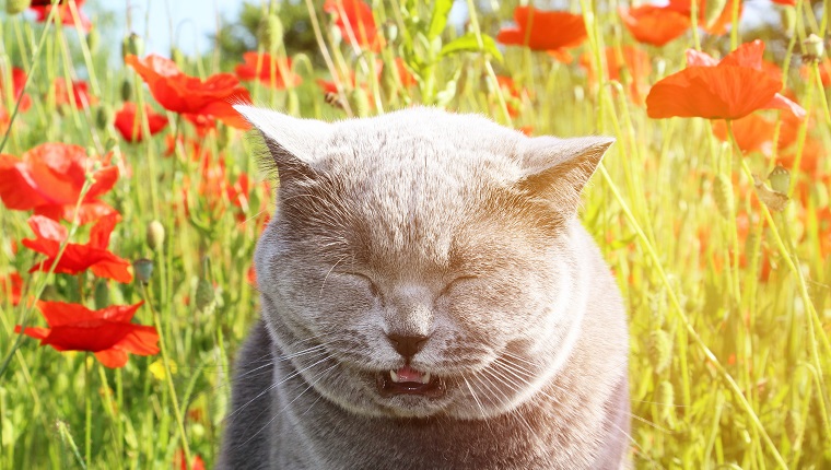 A gray cat sneezes from red poppies in a field. Allergy to the June flowering.