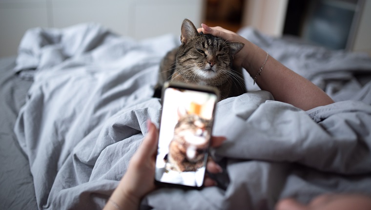 unrecognizable woman lying in bed stroking tabby domestic shorthair cat photographing with smart phone