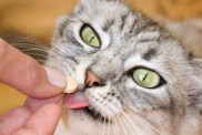 Gray striped cat eats a pill from the hand of the owner