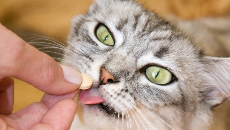 Gray striped cat eats a pill from the hand of the owner