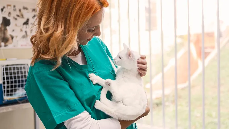 Cat at veterinarian
