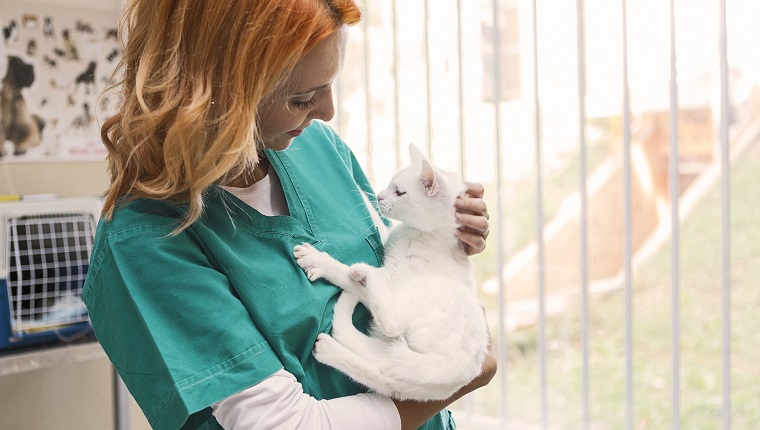 Cat at veterinarian