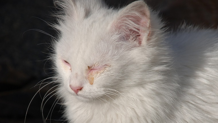 A young white kitten with a seeping eye as a result of an infection.