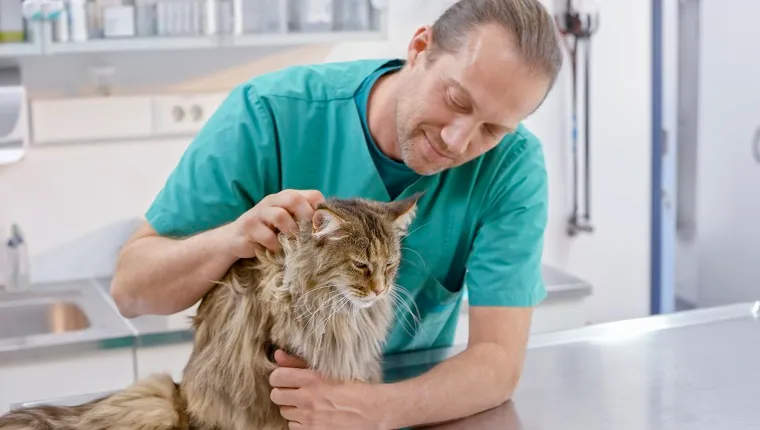 Male vet petting Maine Coon cat sitting on his exam table in office.