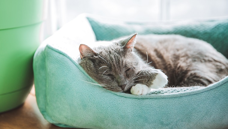 Indoor cat sleeping in pet bed. Senior cat is a gray and white tuxedo cat. Conceptual image for care, comfort, and relaxation for pets.