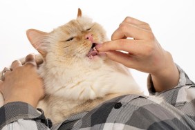 Beige cat eats medicine pills, possibly ketoconazole, from hands. Sits on hands.