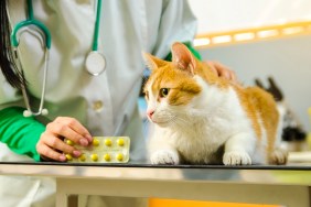 Closeup of beautiful orange kitten on vet table, veterinarian holding medicine in background