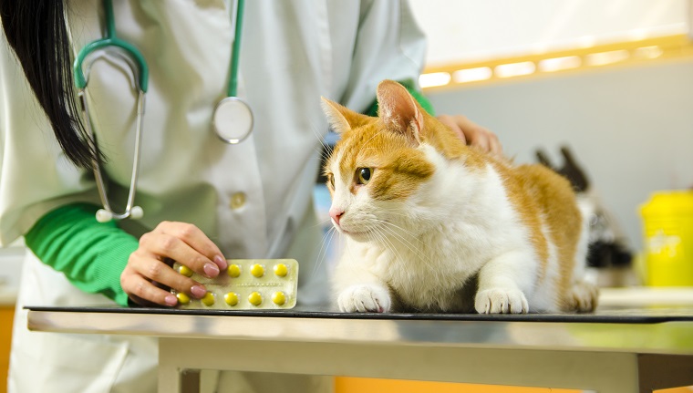 Closeup of beautiful orange kitten on vet table, veterinarian holding medicine in background