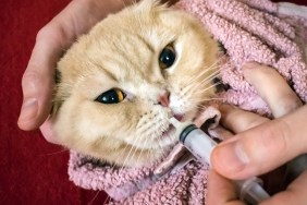 How to give a cat liquid medicine. Ways to give a cat a pill. A man's hand gives a medicine in a syringe to a Scottish cat wrapped in towel. Liquid medications dropper or syringe for animal. Selective focus