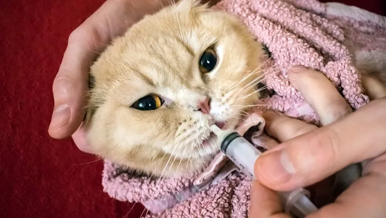How to give a cat liquid medicine. Ways to give a cat a pill. A man's hand gives a medicine in a syringe to a Scottish cat wrapped in towel. Liquid medications dropper or syringe for animal. Selective focus