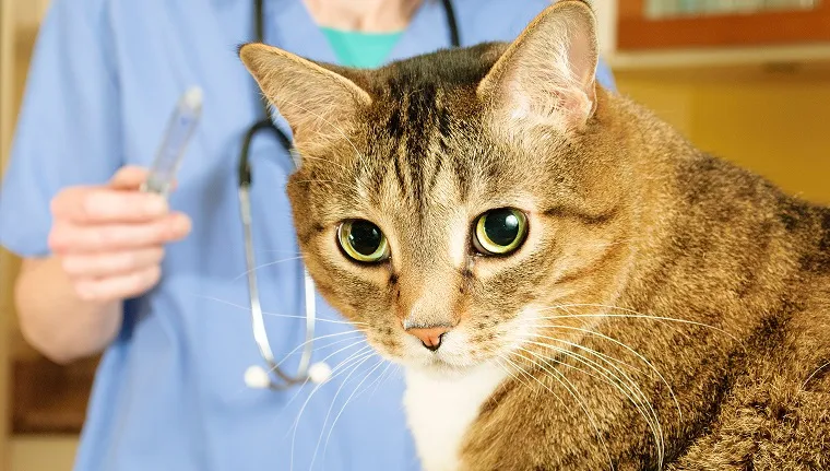Sick tabby cat has an examination by a veterinarian at a clinic