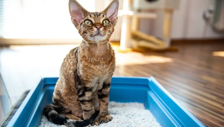 How often do you hotsell change the litter box