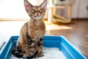 Obediente gato Devon Rex sentado en la caja de arena en la sala de estar