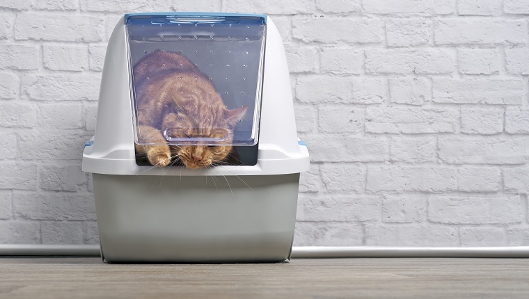 How often shop replace litter box