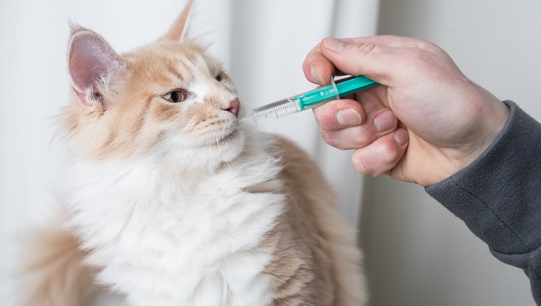 cream colored maine coon cat getting medication into mouth with syringe