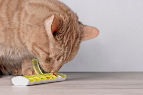 Curious cat sniffs on medicine capsules in a box . Panoramic image with copy space.