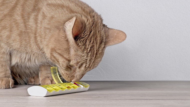 Curious cat sniffs on medicine capsules in a box . Panoramic image with copy space.