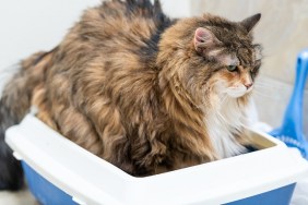 Sad calico maine coon cat overweight constipated sick after megacolon, enema, trying to go to the bathroom in blue litter box at home looking