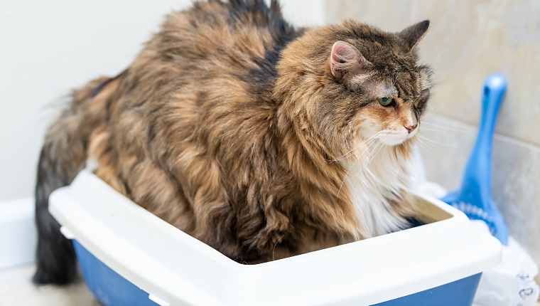 Sad calico maine coon cat overweight constipated sick after megacolon, enema, trying to go to the bathroom in blue litter box at home looking