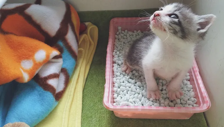 Close-up, high-angle view of a tabby kitten urinating in a portable cat toilet.