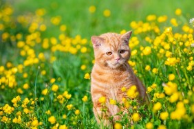 Ginger kitten walking in the grass with dandelions on a summer sunny day