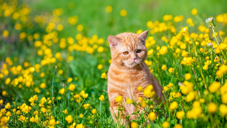Ginger kitten walking in the grass with dandelions on a summer sunny day