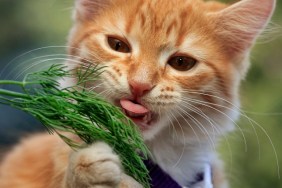 redhead little kitten eats dill