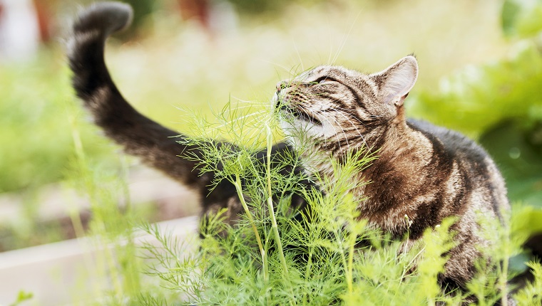 Tabby cat in garden