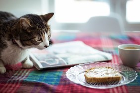 animal, domestic cat, breakfast. toasted bread