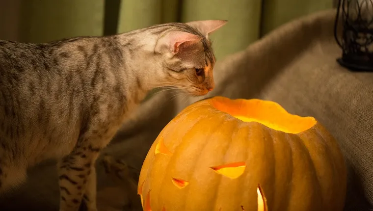 Halloween preparation. Cat and pumpkin. Jack-o-lantern. Curious ocicat tryig to smell the burning lantern. Halloween concept.