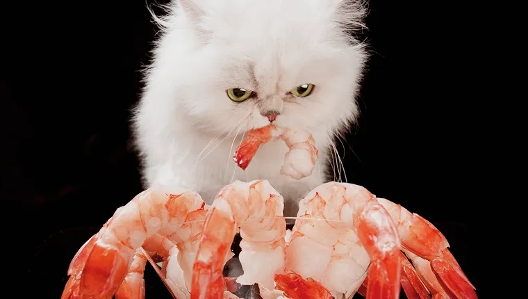 Do cats 2025 eat prawns