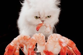 White Persian cat eating shrimp from martini glass, front view