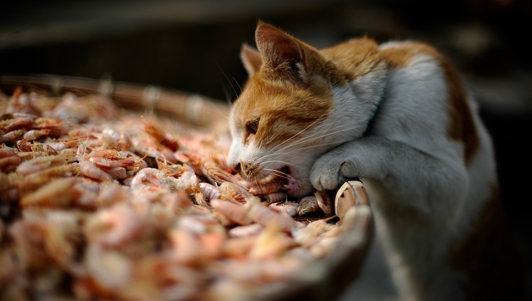 Cat eating shrimps.