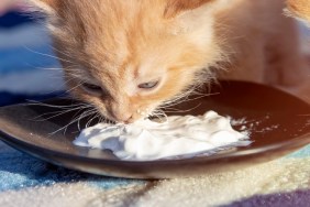 A small red kitten eats sour cream from a black saucer. Front view