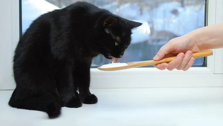 Black cat sitting on the window eating sour cream from a wooden spoon. Close-up.