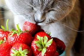 A gray Scottish cat eats freshly ripened sweet strawberries harvested in June.