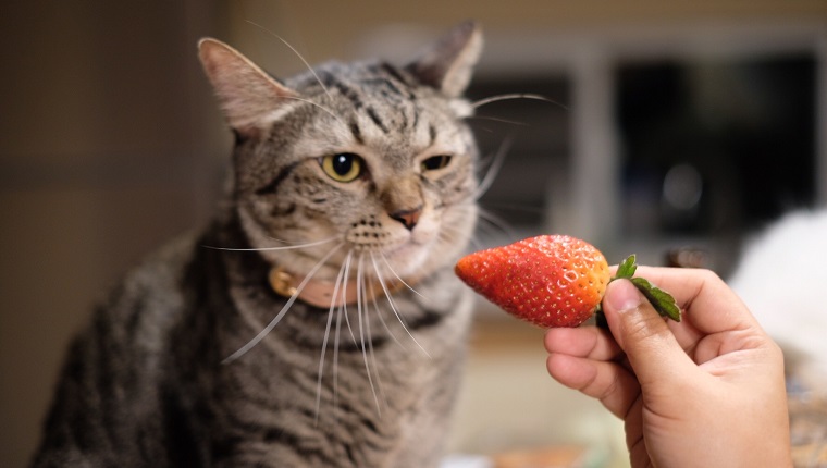 Cropped Hand Giving Strawberry To Cat