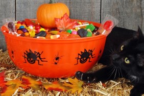 closeup black cat protecting halloween candy in a bowl