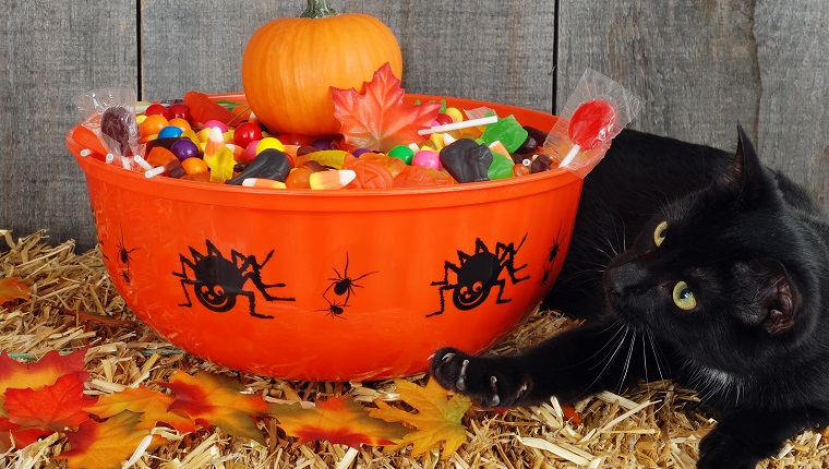 closeup black cat protecting halloween candy in a bowl