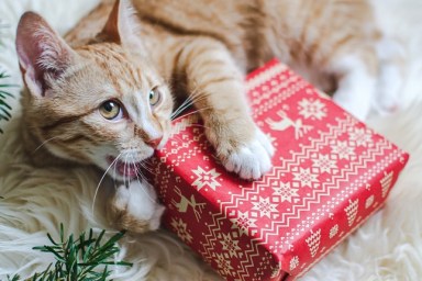 Cute little ginger kitten laying in soft white faux fur blanket, holding red paper gift box Christmas New Year Concept vintage