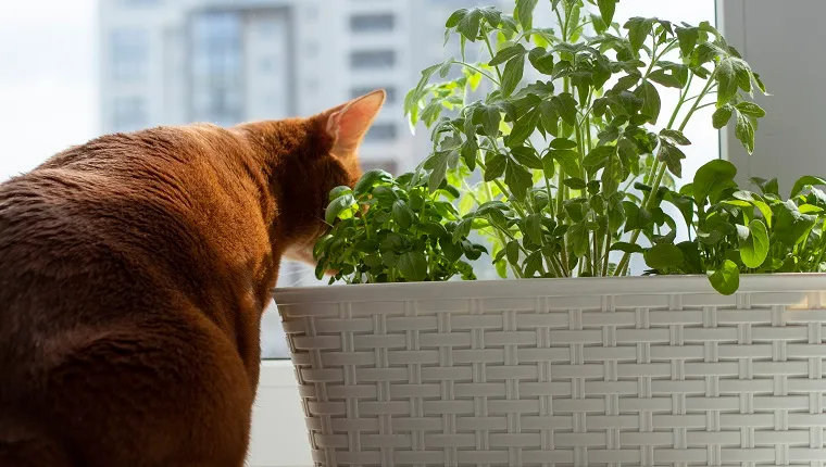 Microgreen on the windowsill and curious ginger cat near. Seedlings of tomatoes, arugula, basil