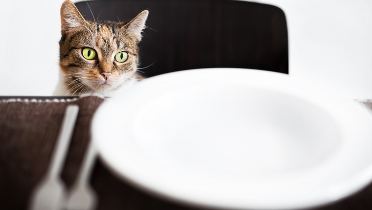 Cat sitting on a chair and looking over an empty plate. Some grain visible.