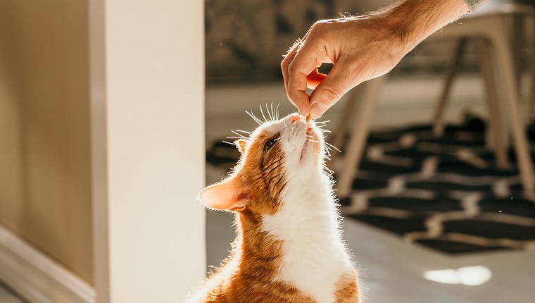 Are Goldfish Crackers Safe For Cats