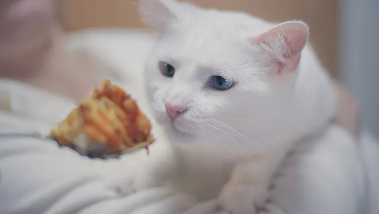Young white cat with two different colored eyes, being held by woman and curiously sniffing fork of human food.