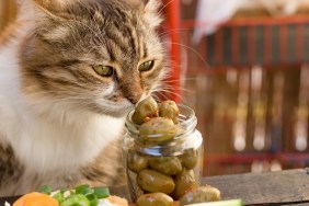 Beautiful cat knows what is healthy food - a healthy diet (olive) cat snuffs olive